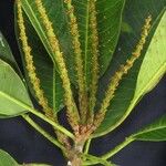 Sapium allenii Other