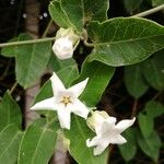 Araujia sericiferaFlower