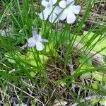 Pinguicula corsica Flors