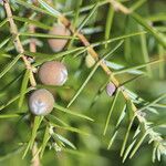 Juniperus rigida Frucht