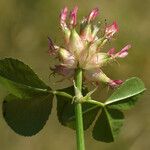 Trifolium physodes Flower
