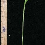 Ophioglossum reticulatum Annet