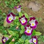 Torenia fournieri Blüte