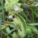 Meiosperma bracteatum Φύλλο