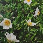 Dryas octopetala عادت داشتن