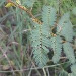 Chamaecrista fasciculata Blad