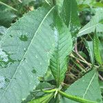 Elephantopus carolinianus Leaf