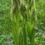 Serapias parviflora Цветок