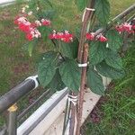 Clerodendrum umbellatum Leaf