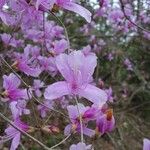 Rhododendron dilatatum ᱵᱟᱦᱟ