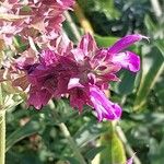 Salvia canariensis Blüte