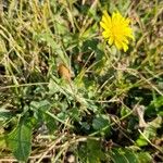 Hieracium gouanii Habitus