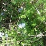 Phacelia purshii Цветок