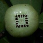 Clusia flava Fruit