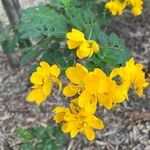 Senna pendula Blomst