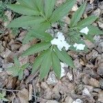 Cardamine heptaphylla Leaf