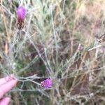 Xeranthemum cylindraceumFlower