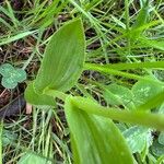 Cephalanthera damasonium Leaf
