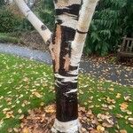 Betula utilis Bark