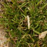 Silene saxifraga 叶