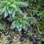 Sempervivum globiferum 葉