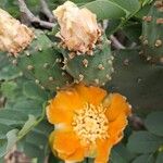 Opuntia tomentosa Blüte