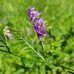 Vicia craccaFlower