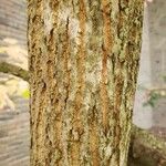 Oxydendrum arboreum 樹皮