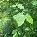 Lindera benzoin Leaf