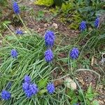 Muscari armeniacumЦветок