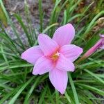 Zephyranthes roseaFlors