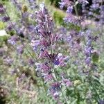 Nepeta grandiflora Flor