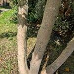 Acer cappadocicum বাকল