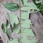 Miconia fragilis Лист