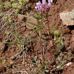 Trifolium willdenovii Агульны выгляд