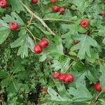 Crataegus rhipidophyllaFrunză