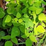 Amphicarpaea bracteata Leaf