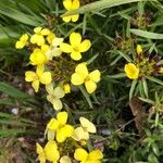 Erysimum ochroleucum Flor