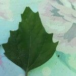 Chenopodium ficifolium Leaf