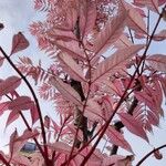 Toona sinensis Blad