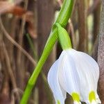 Leucojum vernum Yeri