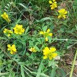 Trigonella esculenta Çiçek