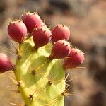 Opuntia dillenii Fruit