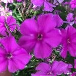 Phlox drummondii Kvet