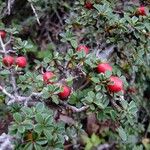 Cotoneaster cochleatus Arall