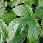 Geum macrophyllum Лист