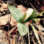 Trillium nivale ᱛᱟᱦᱮᱸ