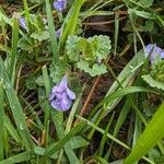 Glechoma hederacea 花