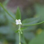 Epilobium roseum Flors