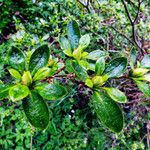 Rhododendron augustinii Hábito
